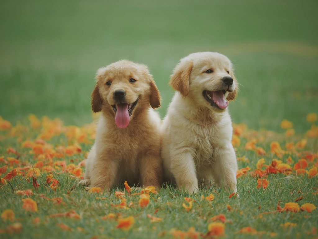 An Ultra-Detailed Interpretation of 8 Meanings of a Dog’s Tail: Teaching You to Understand Your Dog’s Emotions