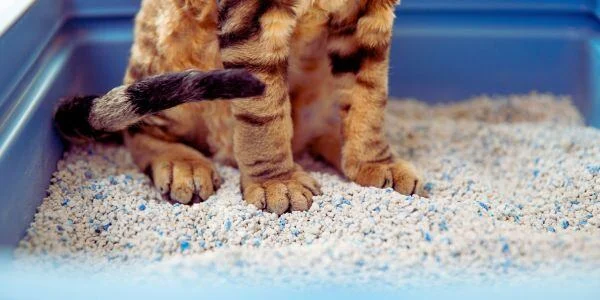 Cat litter product milestone