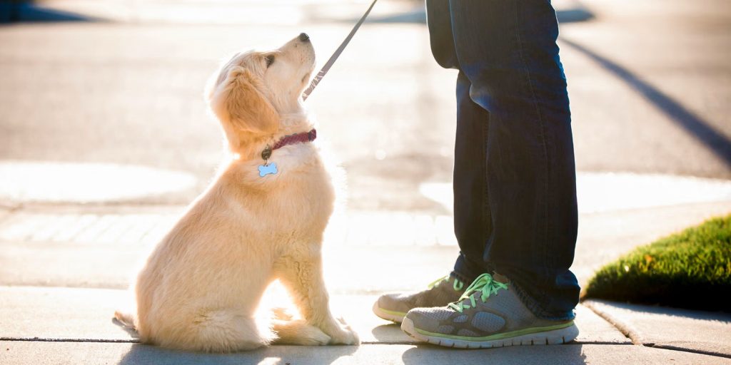 Person walking a dog as a milestone image