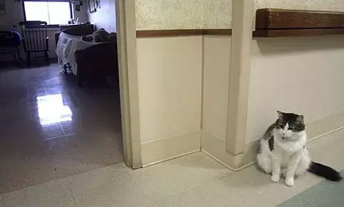 grim reaper cat