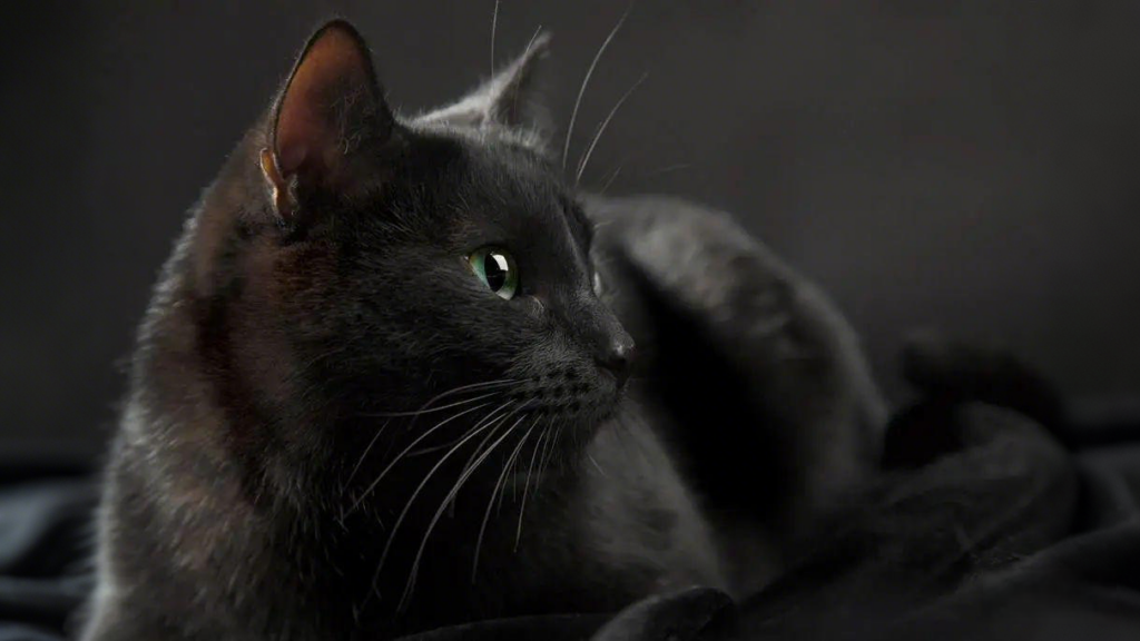 Legends Of Spirit Cats