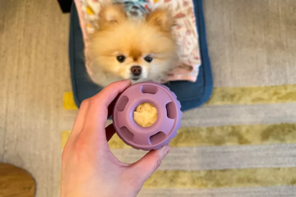 Christmas Pet Products