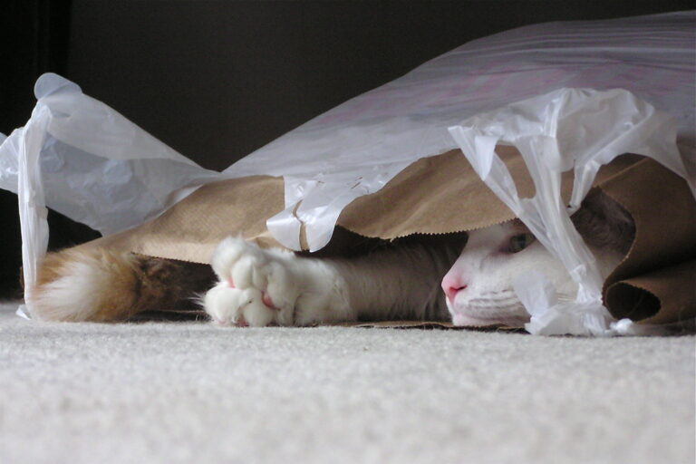 Why do pets chew plastic bags