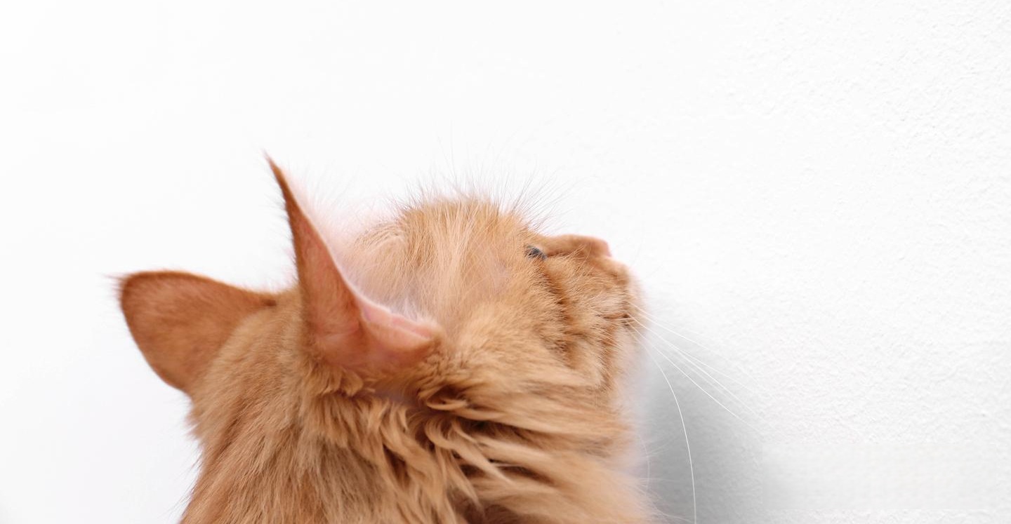 Cats'Sensory