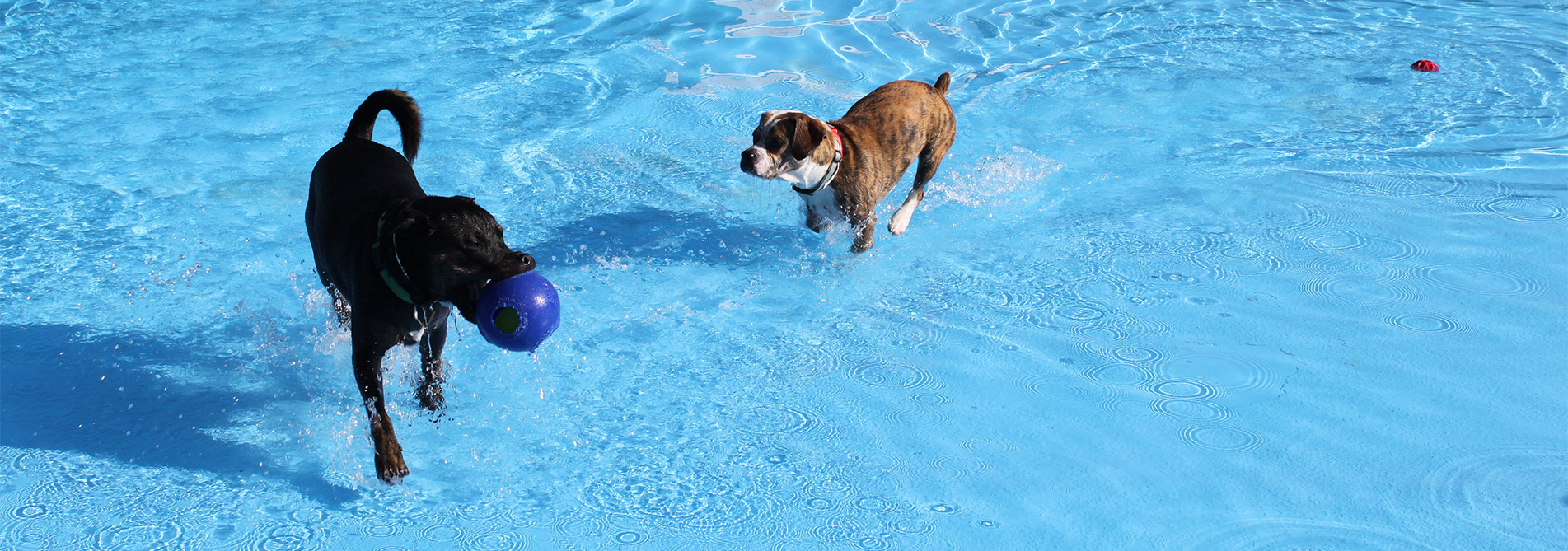 Indoor Dog Parks