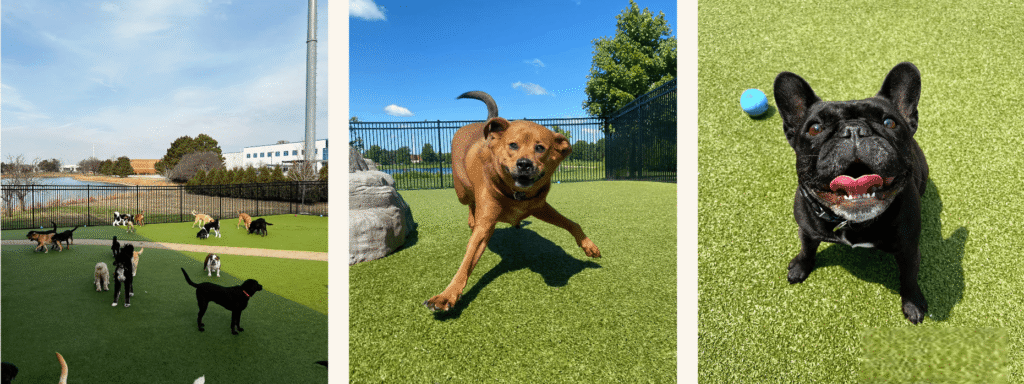 one of the Midwest Indoor Dog Parks