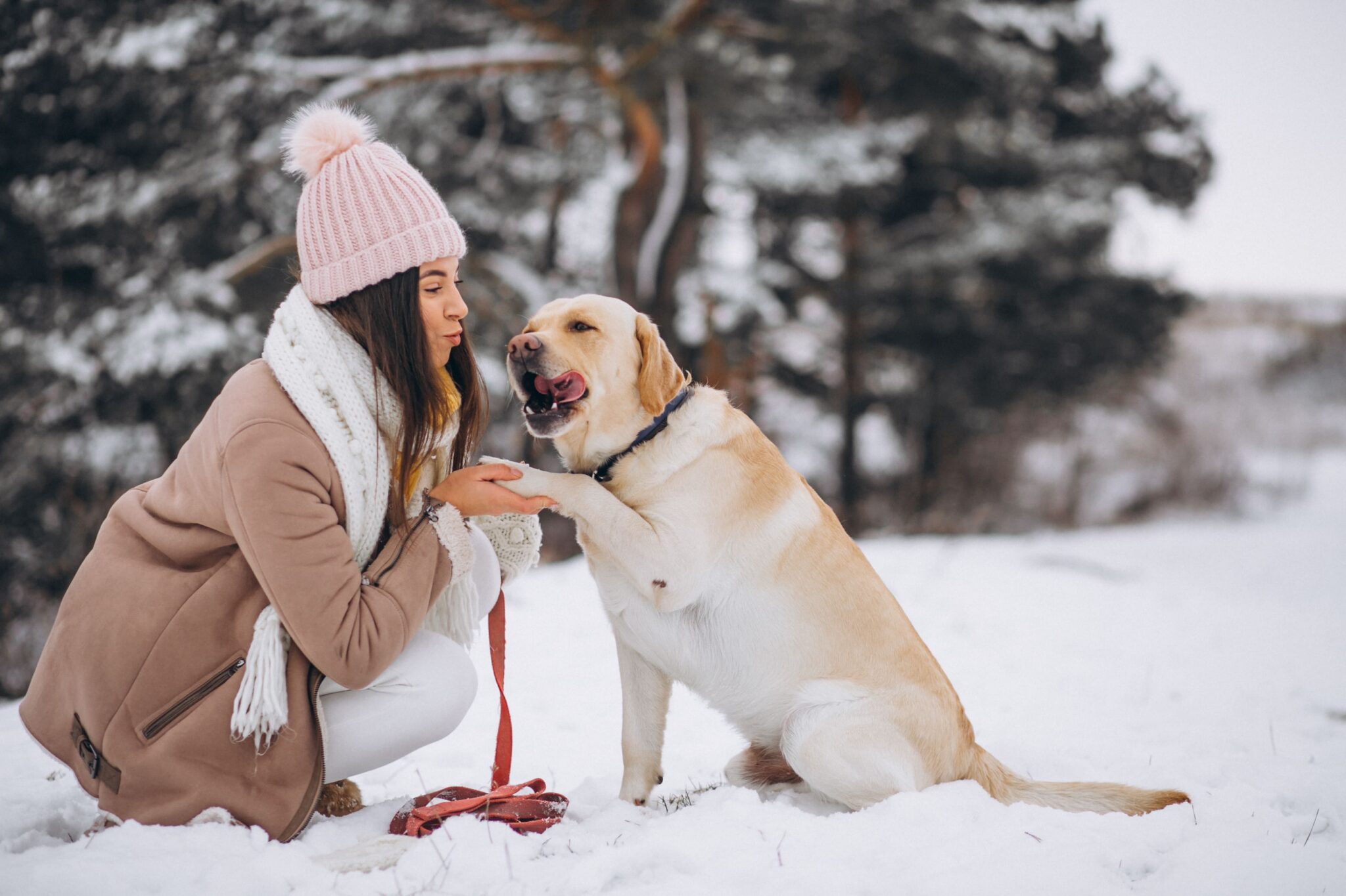 a dog do not need winter clothes