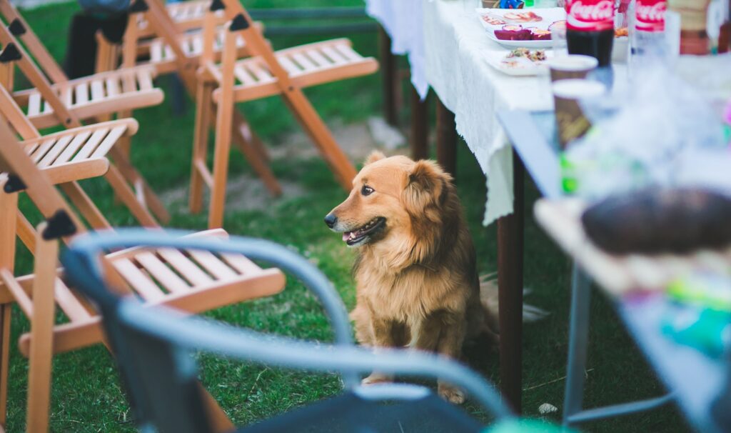 Indoor Dog Parks – Fur Babies’ Happy Indoor Paradise Across the US! ②Midwest Installment