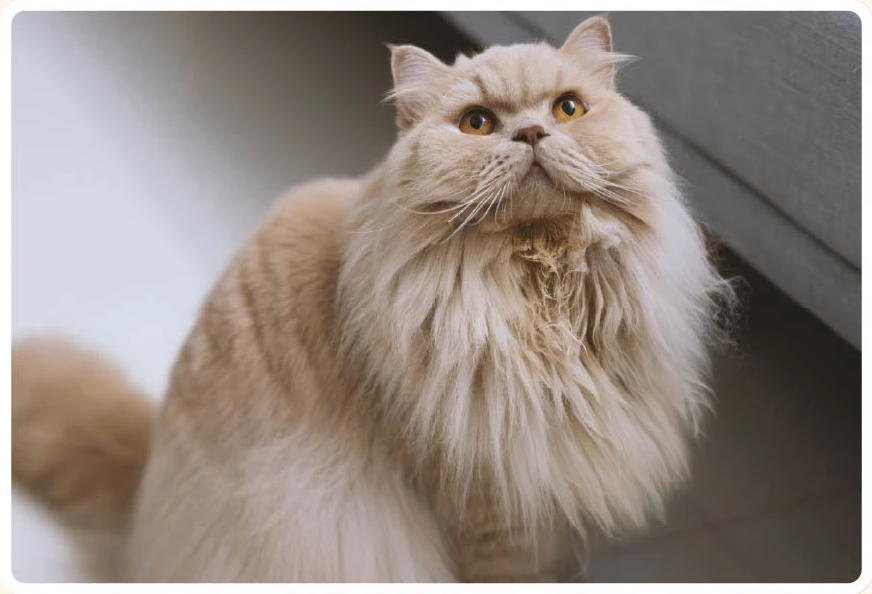 long- haired cat
