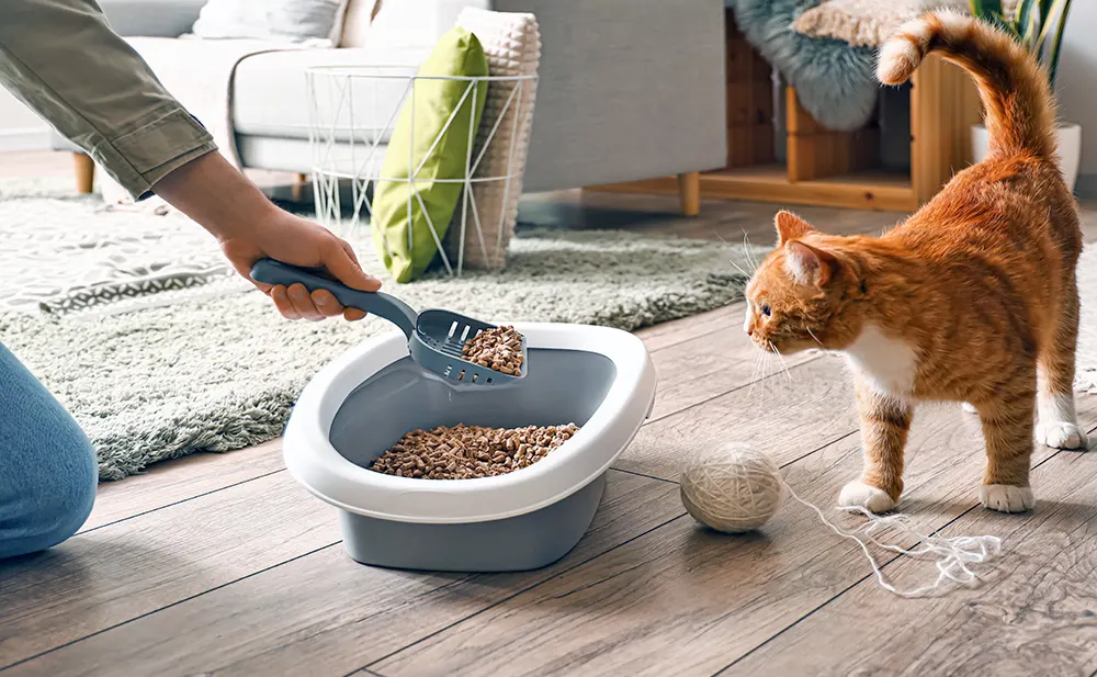 Mixed Cat Litter Procurement – Cat Litter Performance Evaluation, Scientific Framework & Long-Term Supply Strategy