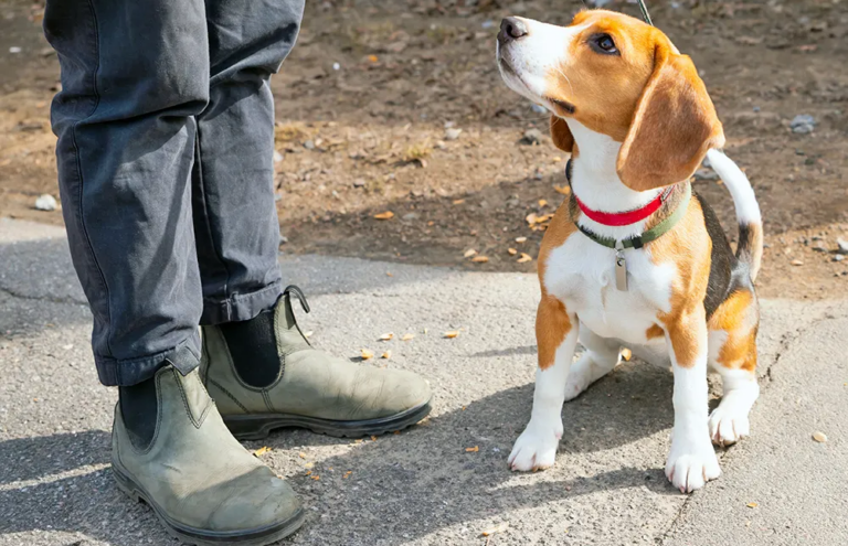 Misunderstood Dog Behaviors