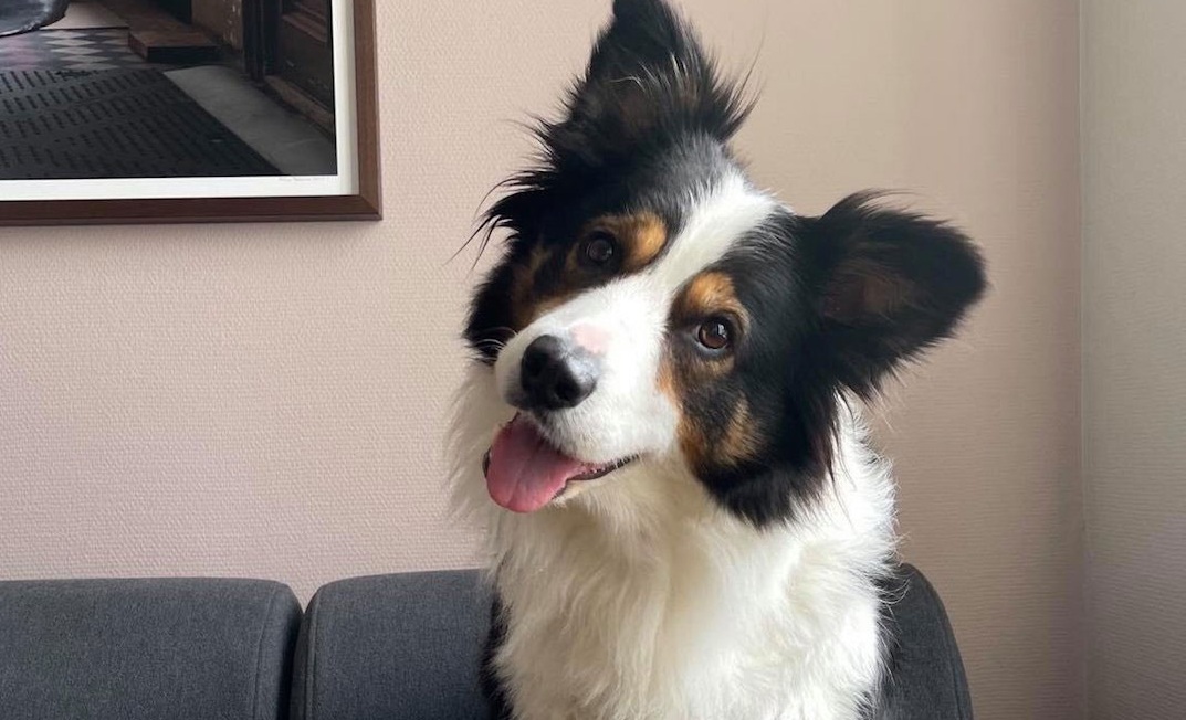 The dog tilted its head