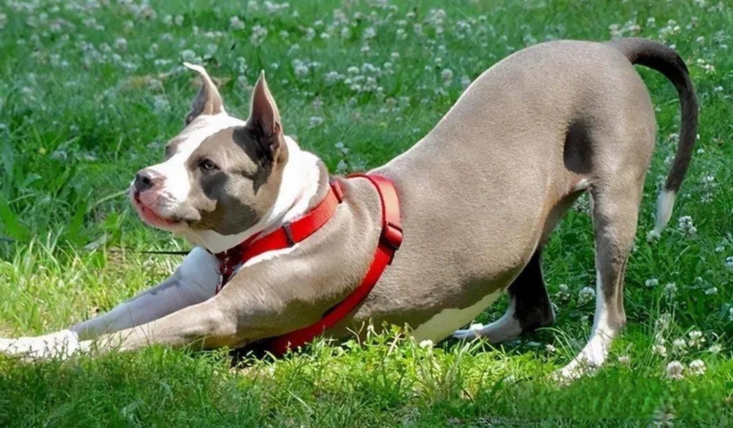 The dog sticked its bottom high