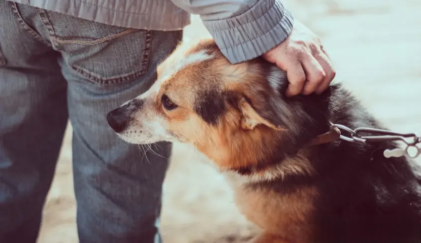 The dog sniffed around your crotch