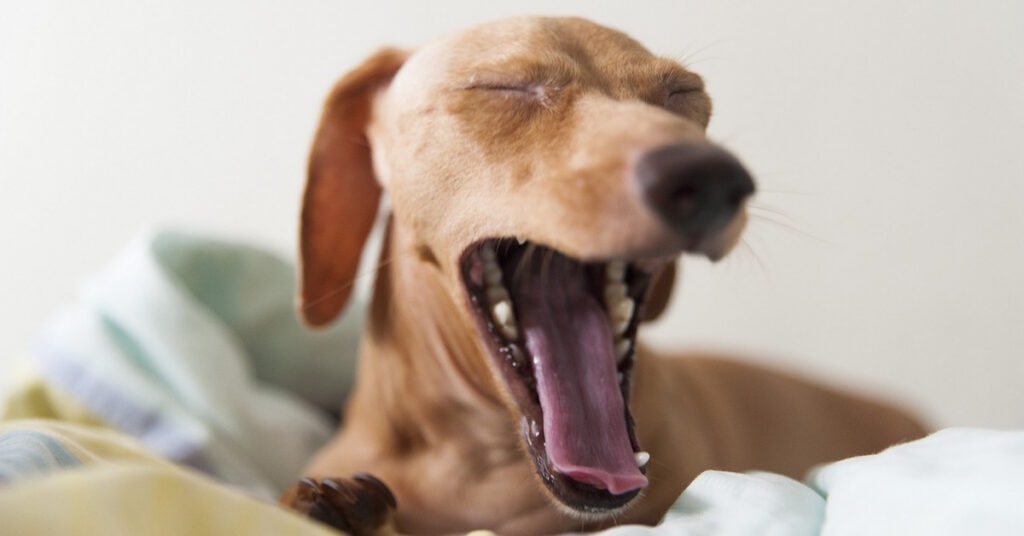 dog yells