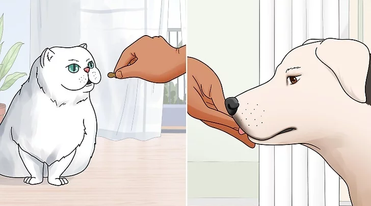 Introducing cat and dog