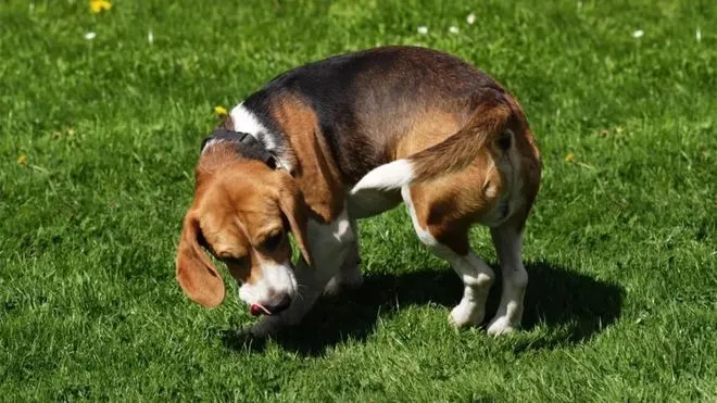 The dog spinned in circles nonstop