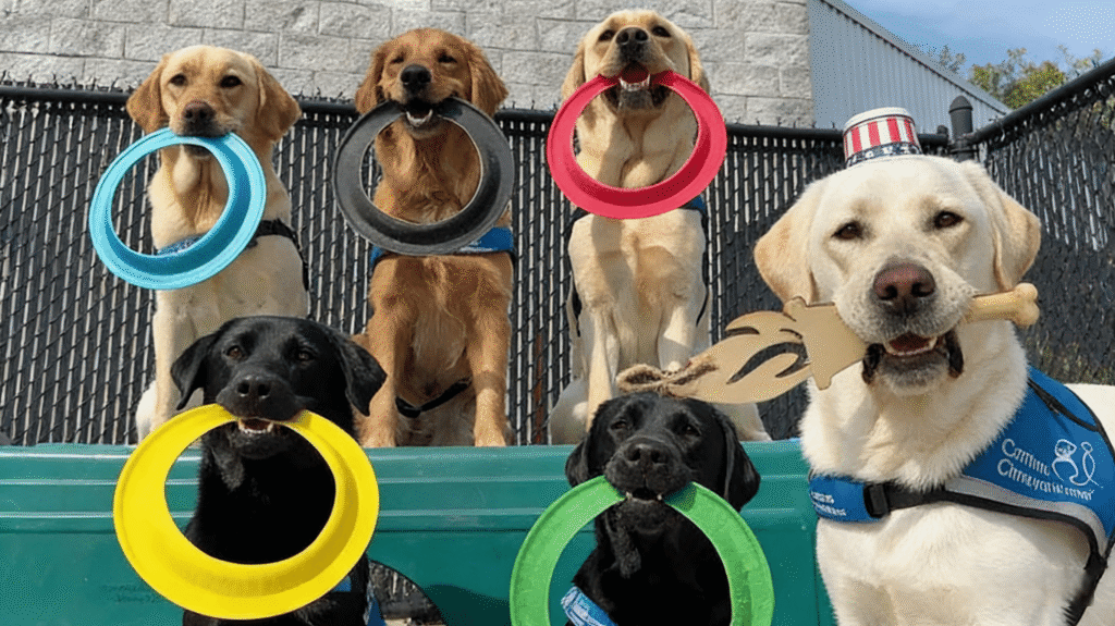 These Service Dogs of the 2026 Winter Paralympics  All Deserve a Gold Medal !