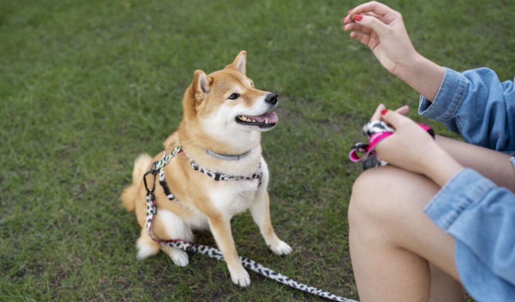 Indoor Dog Parks – Fur Babies’ Happy Indoor Paradise Across the US!  ③Western US Installment