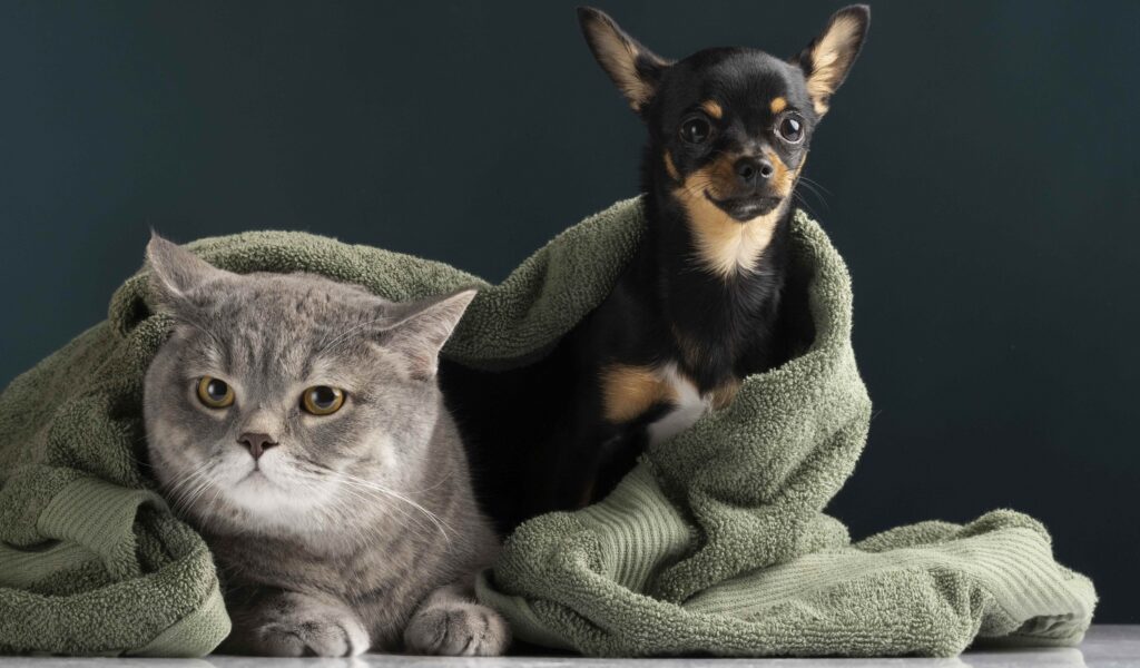 Introducing cat and dog