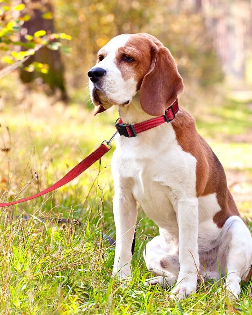 Dog wearing a LoLoStar adjustable collar and leash