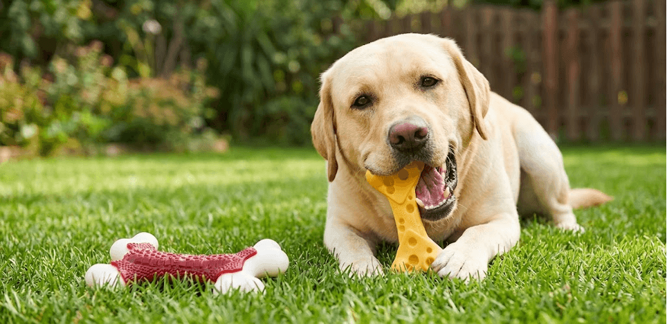 How Durable Chew Dog Toys Help Pet Brands Build a More Competitive Product Line