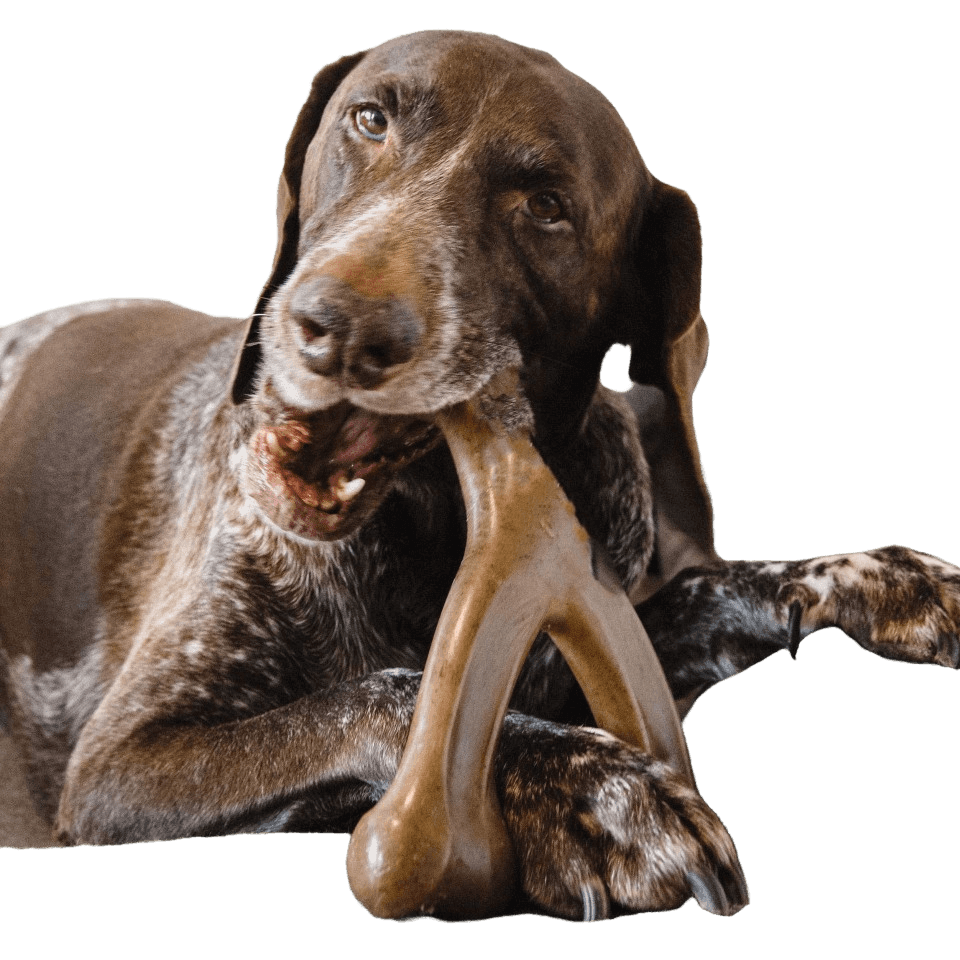 Durable dog chew toy being chewed by a large dog on a couch.