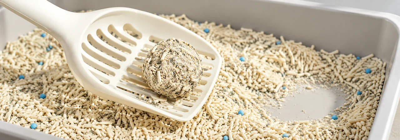 close-up of a firm clump being lifted from a litter tray